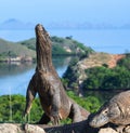 The Komodo dragon  stands on its hind legs. Scientific name: Varanus komodoensis. Biggest living lizard in the world. Rinca island Royalty Free Stock Photo