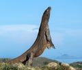 The Komodo dragon  stands on its hind legs. Scientific name: Varanus komodoensis. Biggest living lizard in the world. Rinca island Royalty Free Stock Photo