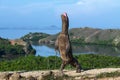 The Komodo dragon  stands on its hind legs. Scientific name: Varanus komodoensis. Biggest living lizard in the world. Rinca island Royalty Free Stock Photo