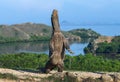 The Komodo dragon  stands on its hind legs. Scientific name: Varanus komodoensis. Biggest living lizard in the world. Rinca island Royalty Free Stock Photo