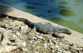 Komodo Dragon Sunning in Park Royalty Free Stock Photo