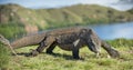 Komodo dragon swith the flicked out tongue. The Komodo dragon is the biggest living lizard in the world. Royalty Free Stock Photo