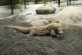 Komodo dragon, varan Royalty Free Stock Photo