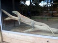 Komodo dragon (Varanus komodoensis) resting on a wooden log in a zoo : (pix Sanjiv Shukla) Royalty Free Stock Photo