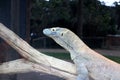 Komodo dragon (Varanus komodoensis) resting on a wooden log in a zoo : (pix Sanjiv Shukla)