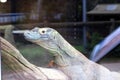 Komodo dragon (Varanus komodoensis) resting on a wooden log in a zoo : (pix Sanjiv Shukla)