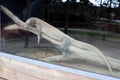 Komodo dragon (Varanus komodoensis) resting on a wooden log in a zoo : (pix Sanjiv Shukla) Royalty Free Stock Photo