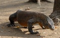 Komodo dragon