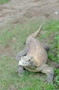 Komodo dragon or varanus komodoensis