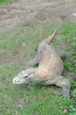 Komodo dragon or varanus komodoensis