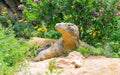 Komodo dragon (Varanus komodoensis) Royalty Free Stock Photo