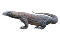 Komodo dragon Royalty Free Stock Photo