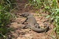 Komodo dragon (Varanus komodoensis),