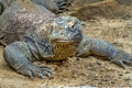 Komodo dragon (Varanus komodoensis)