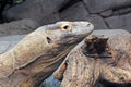 Komodo dragon, Varanus komodoensis also known as the Komodo Monitor Royalty Free Stock Photo