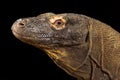 Komodo dragon Varanus komodoensis Royalty Free Stock Photo