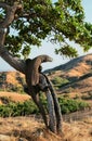 Komodo dragon, Varanus komodoensis Royalty Free Stock Photo