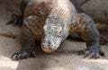 The Komodo dragon Varanus komodoensis close up portrait. Species of lizard found in the Indonesian islands Royalty Free Stock Photo