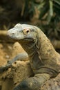 Komodo dragon