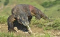 Komodo dragon Varanus komodoensis with the forked tongue sn Royalty Free Stock Photo