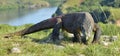 Komodo dragon Varanus komodoensis with the forked tongue sn Royalty Free Stock Photo