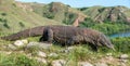 Komodo dragon Varanus komodoensis with the forked tongue sn Royalty Free Stock Photo