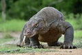 Komodo dragon Varanus komodoensis with the forked tongue sn