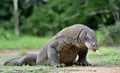 Komodo dragon Varanus komodoensis with the forked tongue sn Royalty Free Stock Photo