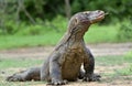 Komodo dragon Varanus komodoensis with the forked tongue sn Royalty Free Stock Photo