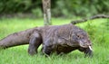 Komodo dragon Varanus komodoensis with the forked tongue sn Royalty Free Stock Photo