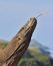 Komodo dragon Varanus komodoensis with the forked tongue Royalty Free Stock Photo