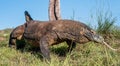 Komodo dragon Varanus komodoensis with the forked tongue Royalty Free Stock Photo