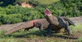 The Komodo dragon . Varanus komodoensis