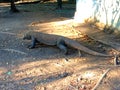 Komodo Dragon (Varanus komodoensis), Komodo National Park Royalty Free Stock Photo