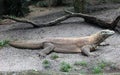 Komodo Dragon