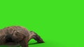 Komodo Dragon Varanus Komodoensis Lizard Attacks Back Green Screen Animation 3D