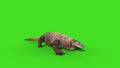 Komodo Dragon Varanus Komodoensis Lizard Attacks Green Screen Animation 3D