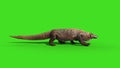 Komodo Dragon Varanus Komodoensis Lizard Walkcycle side Green Screen Animation 3D