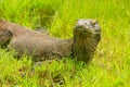 Komodo dragon lying in grass on Rinca Island in Komodo National Royalty Free Stock Photo