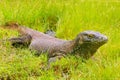 Komodo dragon lying in grass on Rinca Island in Komodo National Royalty Free Stock Photo