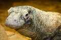 Komodo dragon, Varanus komodoensis