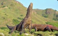 The Komodo dragon Varanus komodoensis raised the head. It is Royalty Free Stock Photo