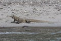 Komodo Dragon on Beach in Komodo National Park Royalty Free Stock Photo