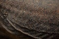 Komodo dragon (Varanus komodoensis). Skin texture Royalty Free Stock Photo