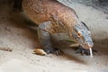 The Komodo dragon Varanus komodoensis with a tongue. Species of lizard found in the Indonesian islands Royalty Free Stock Photo