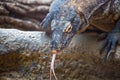 The Komodo dragon Varanus komodoensis with a tongue. Species of lizard found in the Indonesian islands Royalty Free Stock Photo