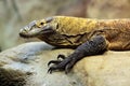 Komodo dragon (Varanus komodoensis). Royalty Free Stock Photo