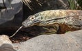 Komodo Dragon With Very Long Tongue