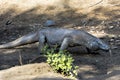 Komodo dragon, Komodo National Park, World Heritage Site Royalty Free Stock Photo