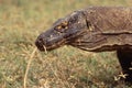 Komodo dragon, waran, monitor lizard, a dangerous reptile